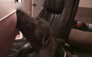 “疯狂的摩洛伊斯兰解放阵线cum努力而她的狗舔猫