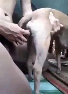 【狗交门】日狗常见，插狗嘴不常见！日狗口交内射！重口味慎入