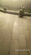 售楼小姐姐在公园户外啪啪