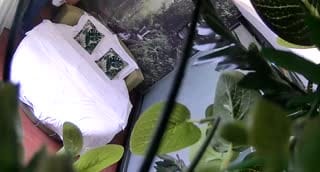 干爹化身森林之王 外约黑长直妹妹
