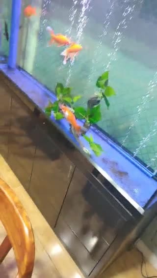 成人店老板娘05-15直播实录
